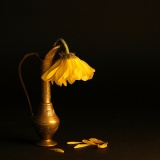 fleur fanée