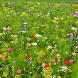 prairie