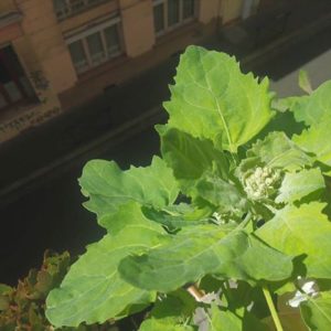 Plantation de Quinoa sur un rebord de fenêtre