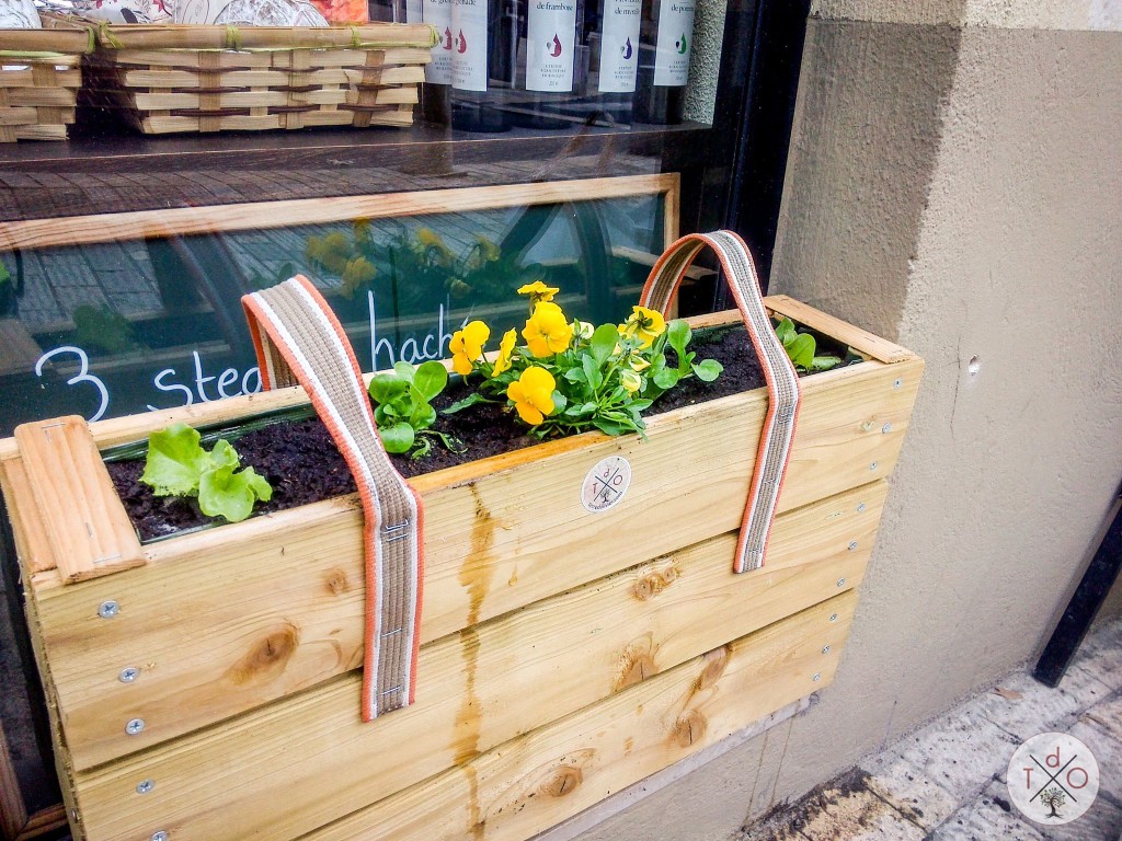 Micro-jardin sur une rebord de vitrine : salades et pensées comestibles!