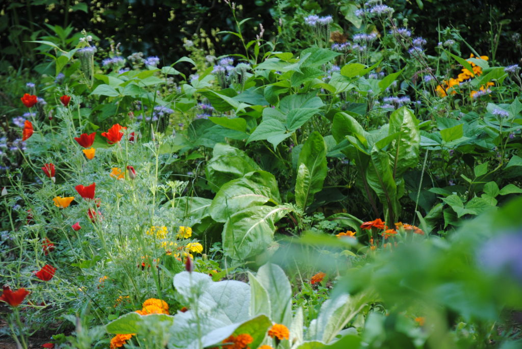 Phacelie bourrache coquelicot sans pesticides au jardin